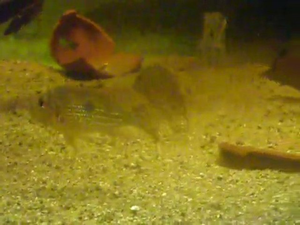 bac amémique du sud 2