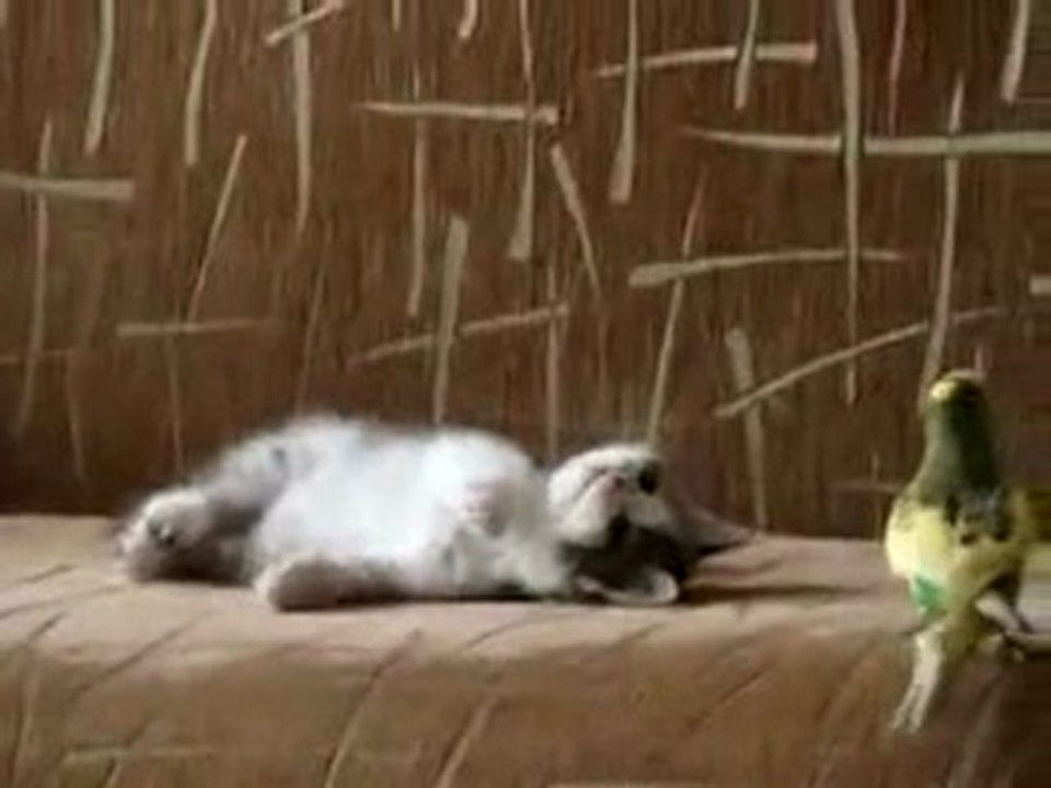 Kuş kediyi deli etti - www.istanbulgeceleri.org