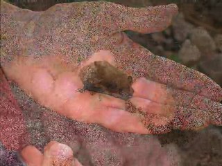 Tortues et autres bestioles