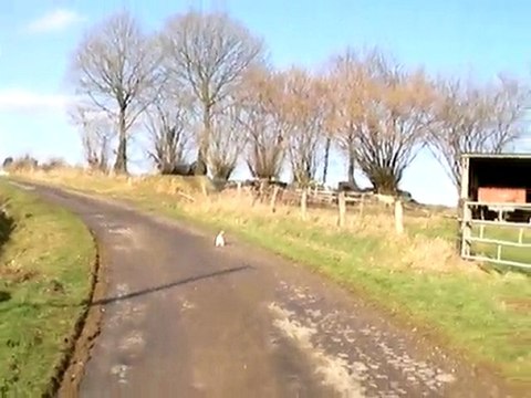 démontration jack russel (Emmy)