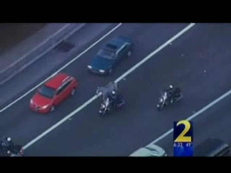 Atlanta: Zebra Fugge Dal Circo e Paralizza L'Autostrada