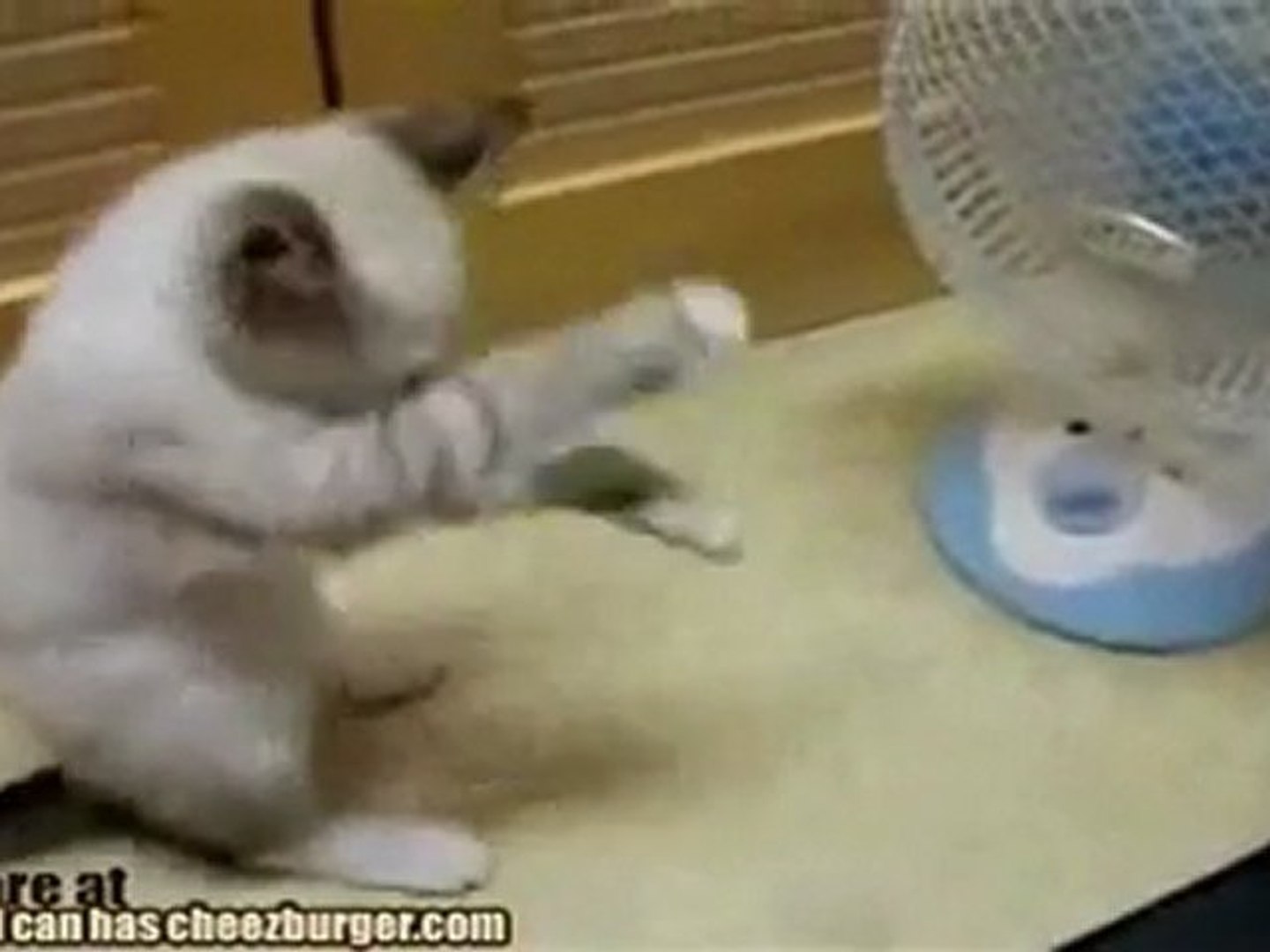 gatto contro ventilatore - la sfida del secolo - Video Dailymotion