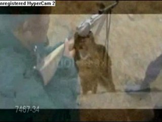 Please Save These Wolves