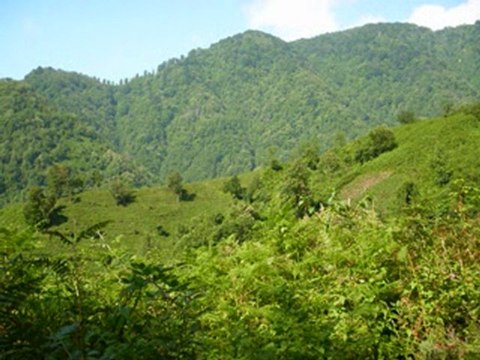 Gickini-Soz ve muzik-Ayhan Papila