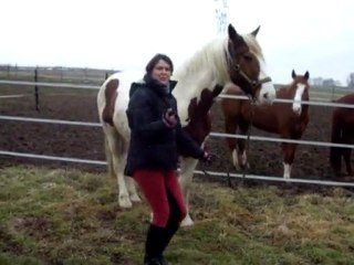 danse du ventre de caval'dej