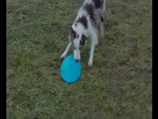 début de frisbee eolythe