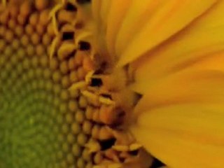 Las maravillas de la Creación (Los Patrones).