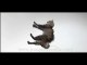 Flying cats - chats volants