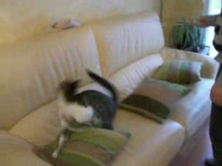 Les fantastiques aventures de Kawaïcat