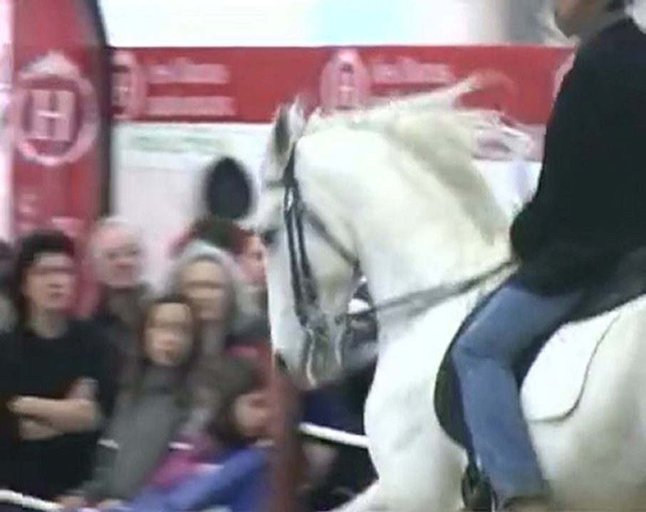 Siglavy de Beaudésert Albi 2009 Etalon Lipizzan