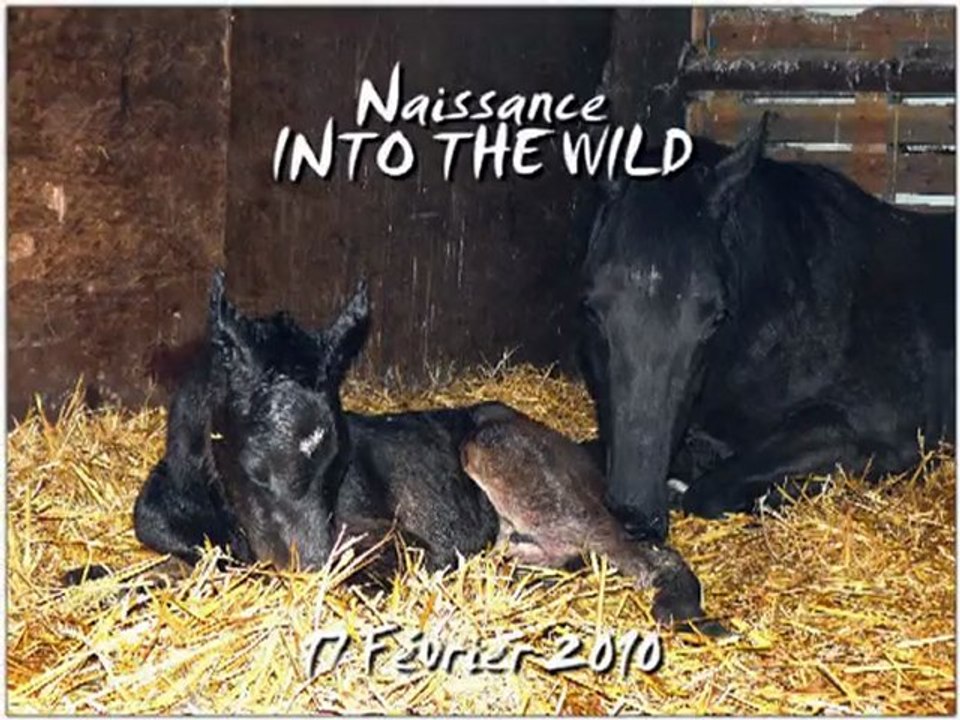 Naissance de la Pouliche : Into The Wild