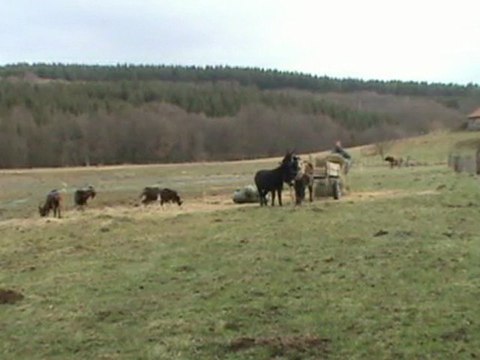 Notre ferme pédagogique - Travailler avec les ânes