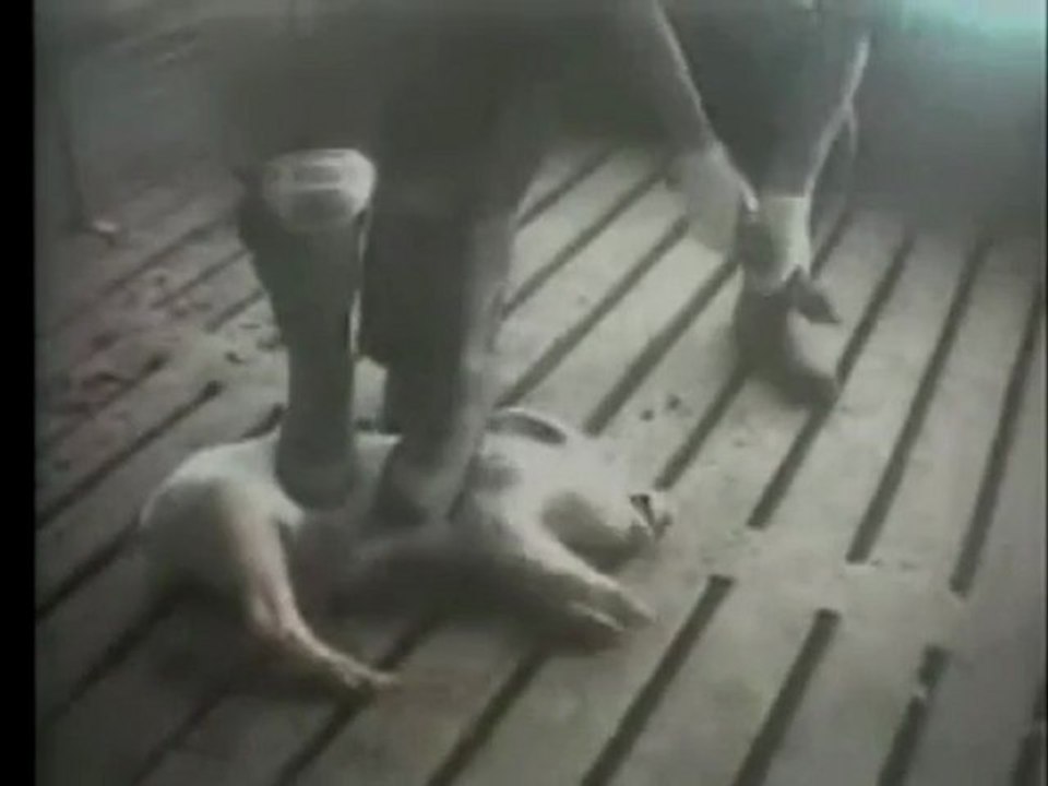 ABATTAGE AVEC ETOURDISSEMENT :LA REALITE