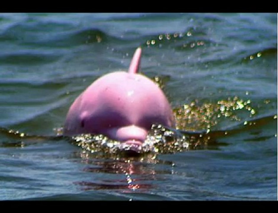 Pink Dolphin Energy Wand