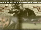 East German Shepherds I