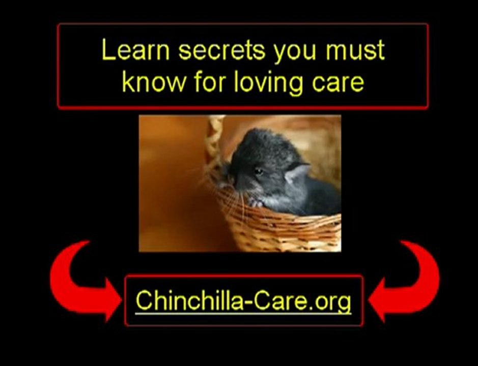 Chinchilla Care Do’s and Don’ts