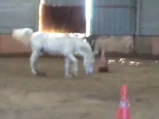 Sherkan un poulain pas comme les autres