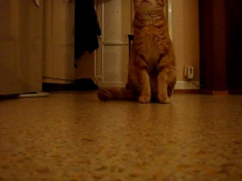 MON CHAT RAMÈNE LA BALLE =)