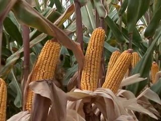 Le titanic A picole  Syndrome d'effondrement des abeilles 6