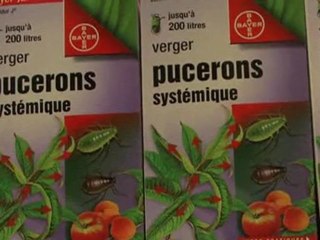 Le Titanic Apicole   Syndrome d'effondrement des abeilles 7