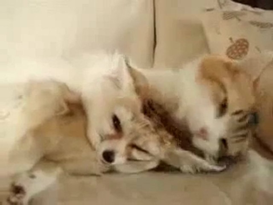 calin entre un chat et un renard