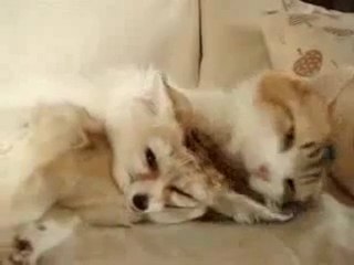 calin entre un chat et un renard