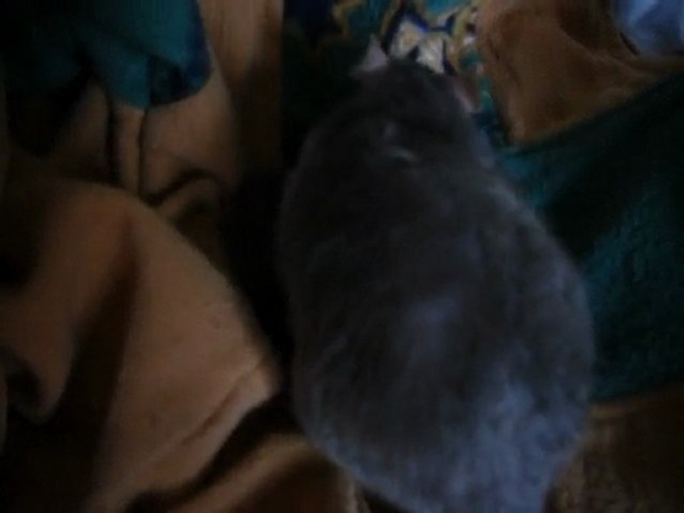 les bibous d'Hina le 20-02-2010