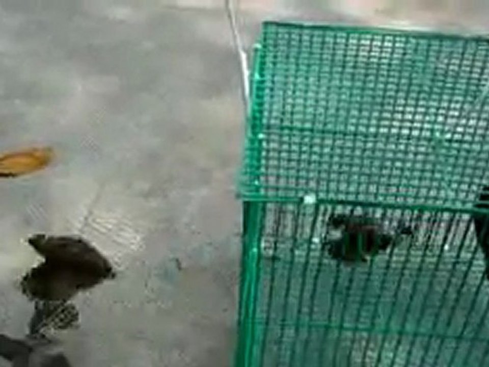 Cage aux oiseaux N° 2