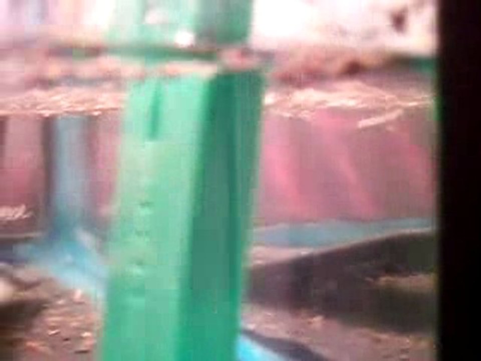 les triops