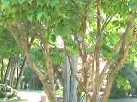 Choose Plants For Your Garden