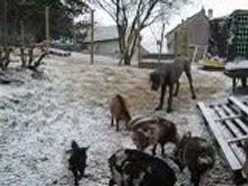 Eros et les biquettes