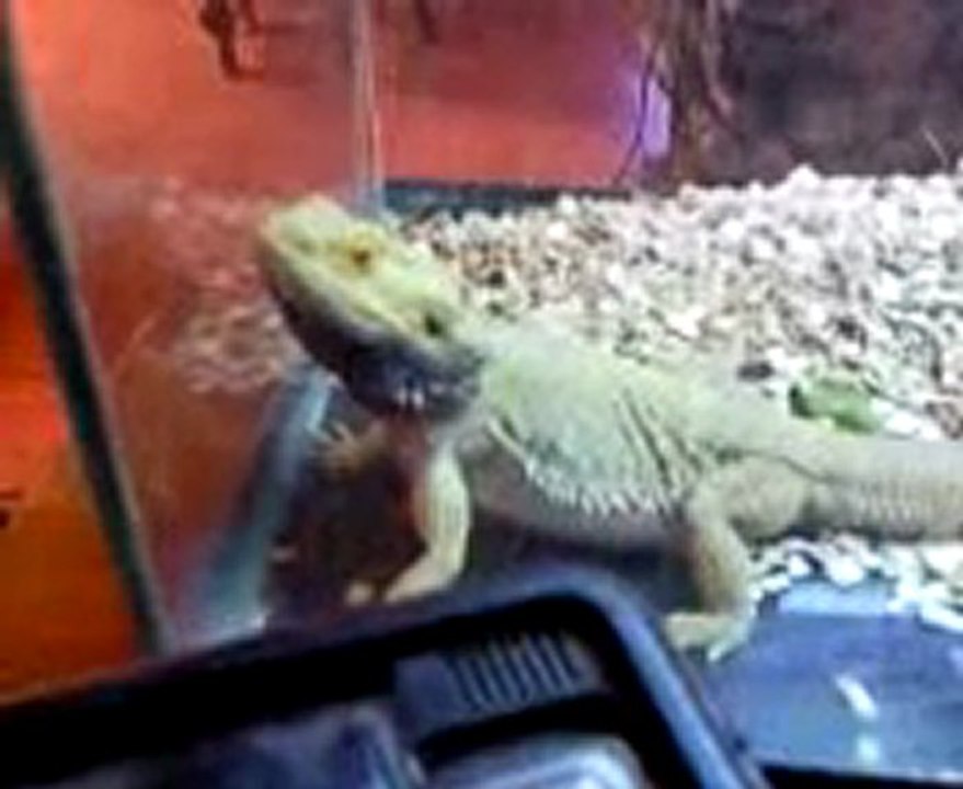 Pogona amoureux