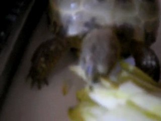 tortue qui mange