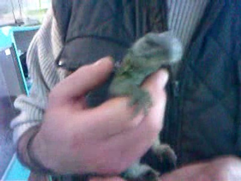 uromastyx