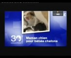 Maman chienne allaite des chatons orphelins voués à la mort
