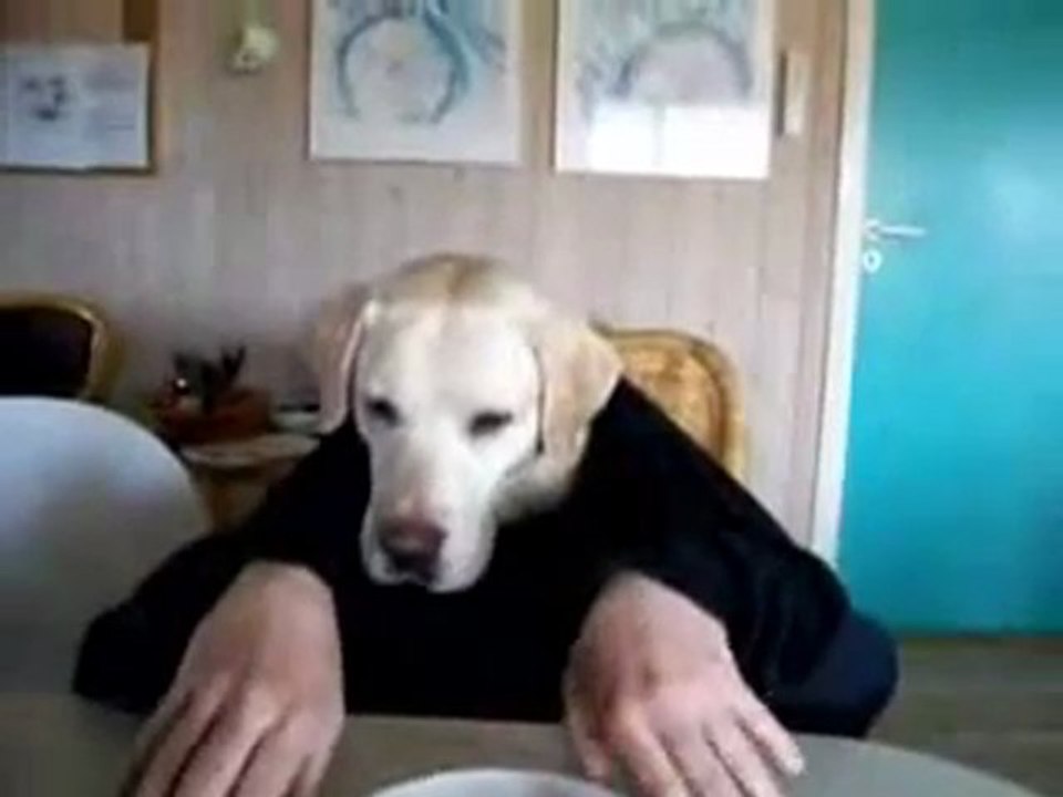 Chien humain !
