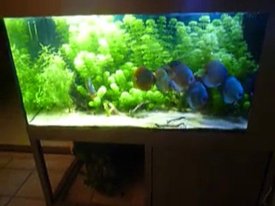 bac discus