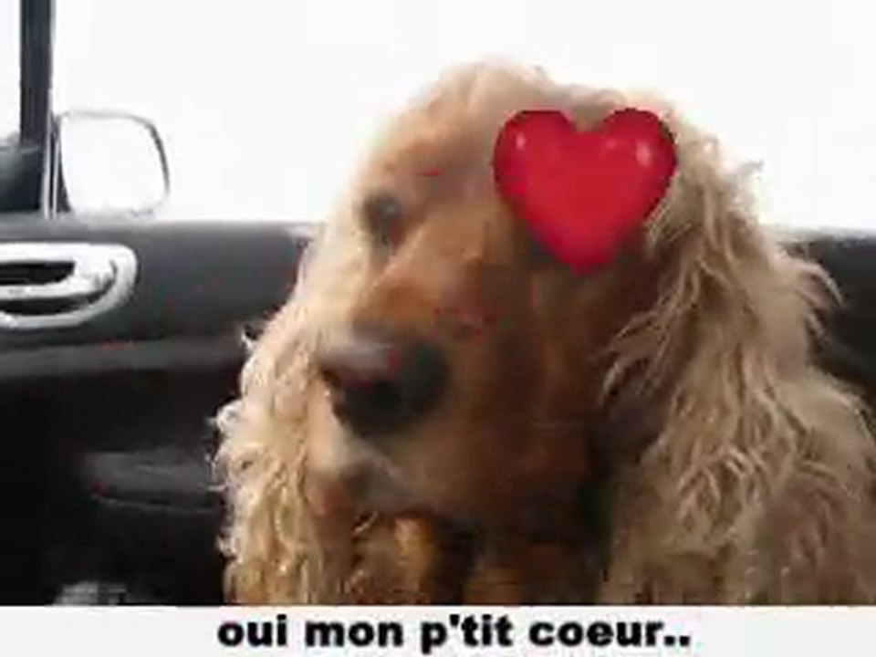 cockers à la neige