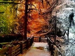 The Yellow Leaves Of Autumn