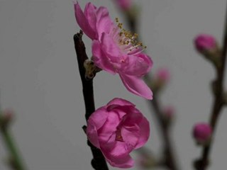 Peach flower blossoms