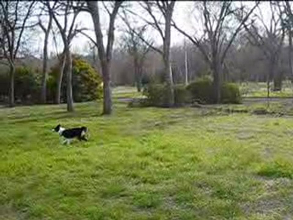Frisbee Dogs 2010