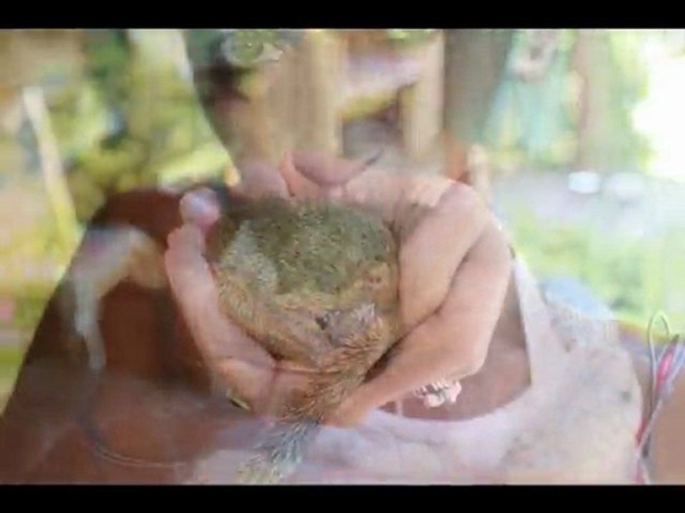 nos nouveaux animaux