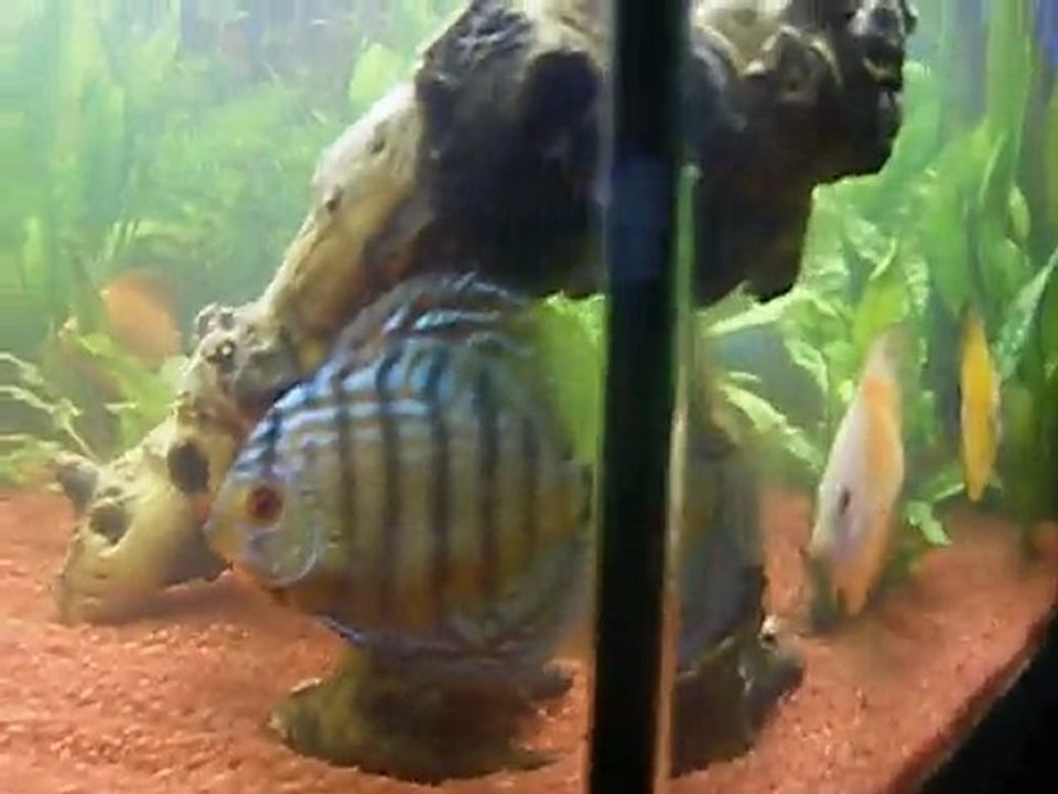 bac a discus