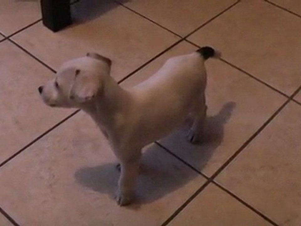 Eliott : Jack Russel (Parson) de 2 mois