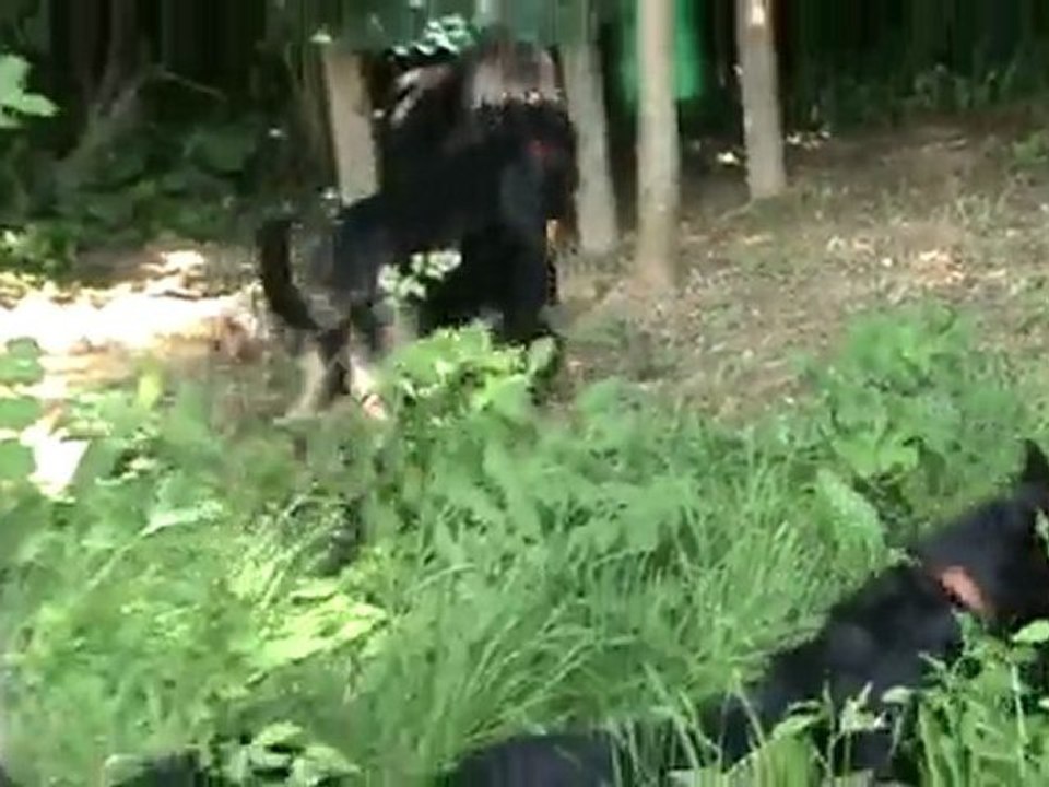 poids plume, poids lourd . Partie 1 et partie 2