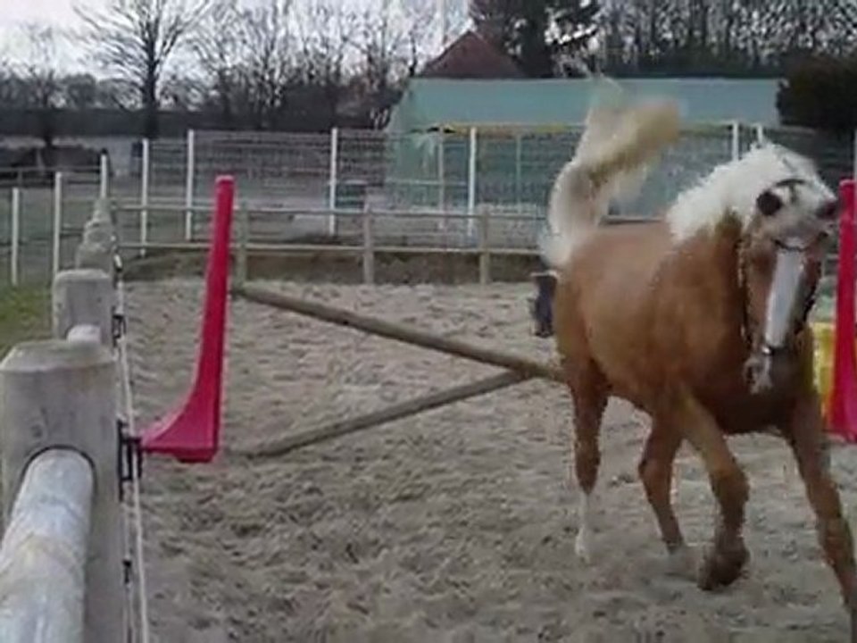 THE GOLD FOX ( Etalon PS Palomino) PREMIERS SAUTS