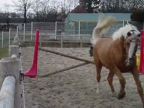 THE GOLD FOX ( Etalon PS Palomino) PREMIERS SAUTS