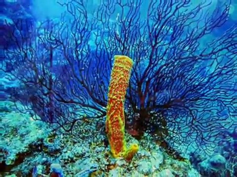 Arrecifes de Coral