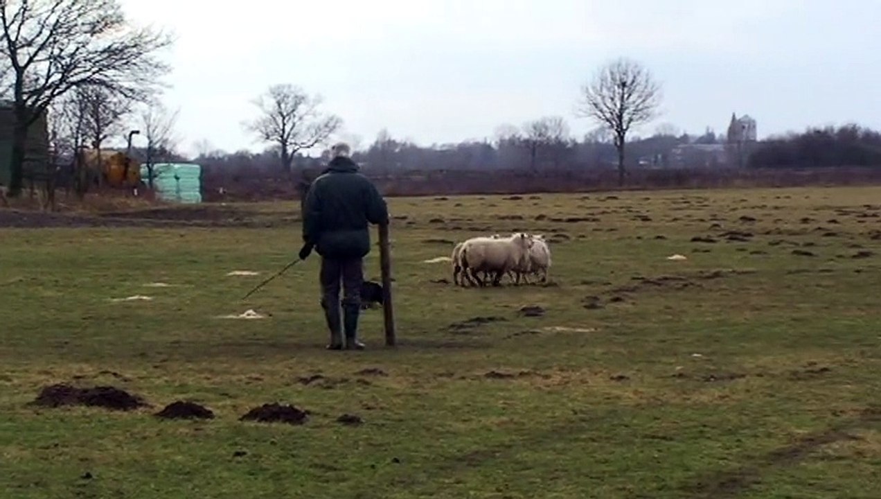 Schapendrijven Heijen 2010