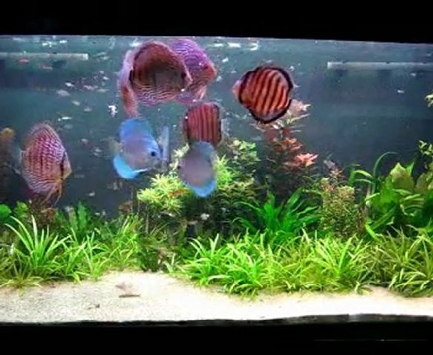 Nourrissage discus élevage et sauvage - Coeur de boeuf